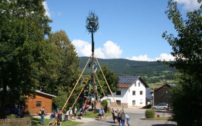 27-Meter-Baum steht in Ried
